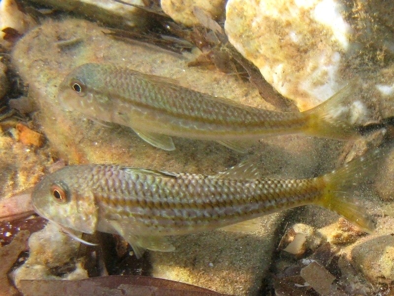 Mullus barbatus vs. Mullus surmuletus